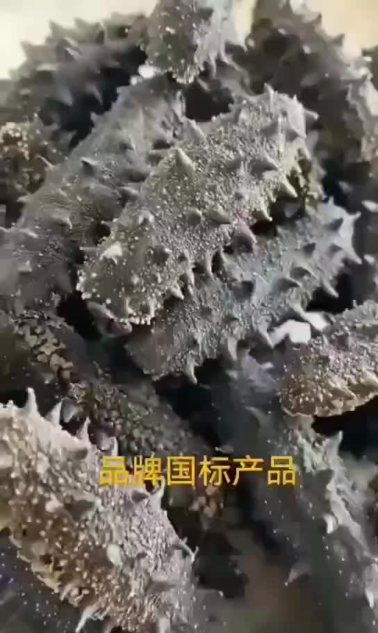 大连海参