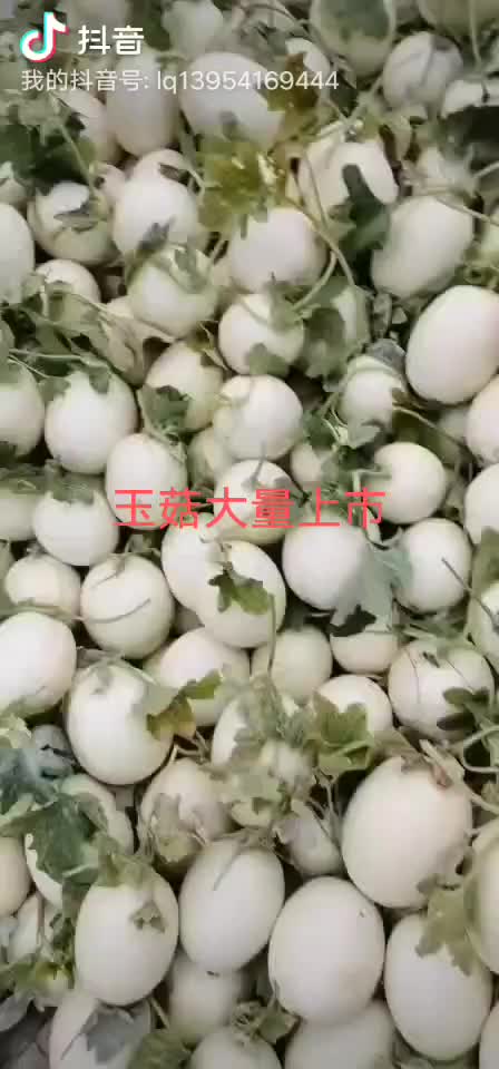 玉菇