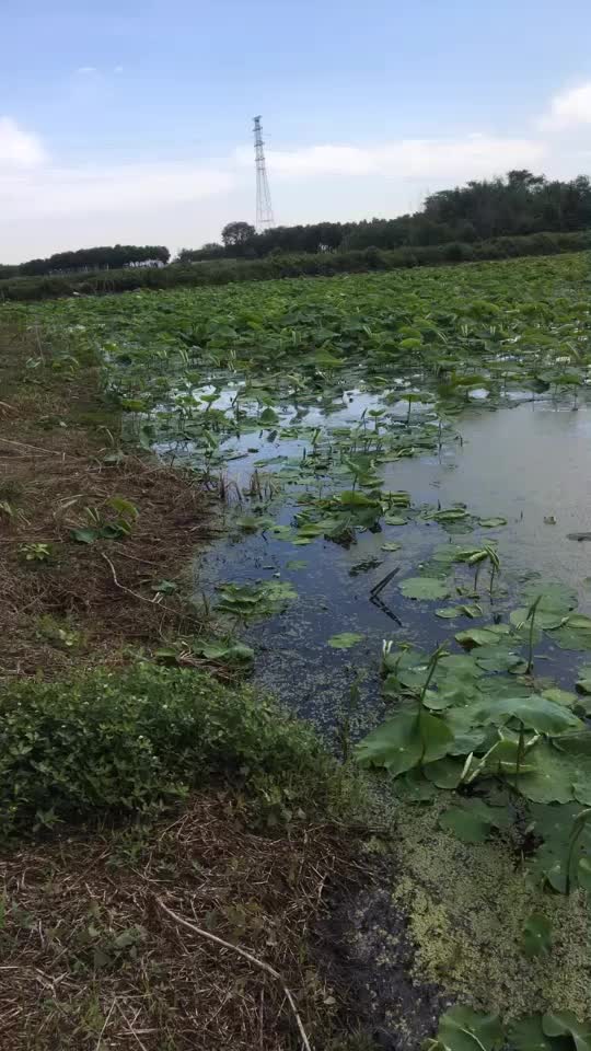 藕带独头已经上市现货少，提前预定