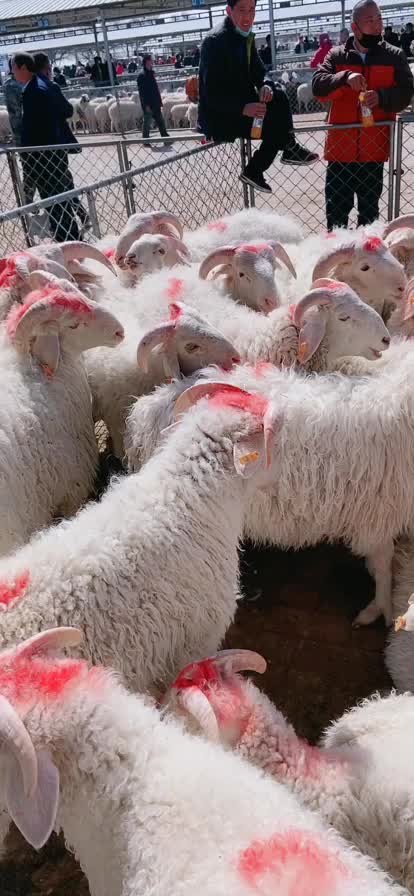 本人长年代收寒羊大母羊，公羔，母羔，绒山羊，肉羊杂交羊