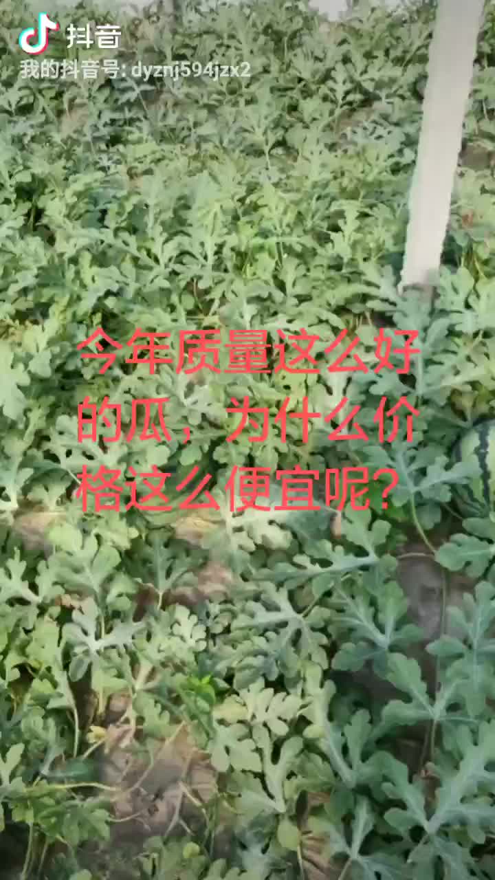 山东甜王西瓜