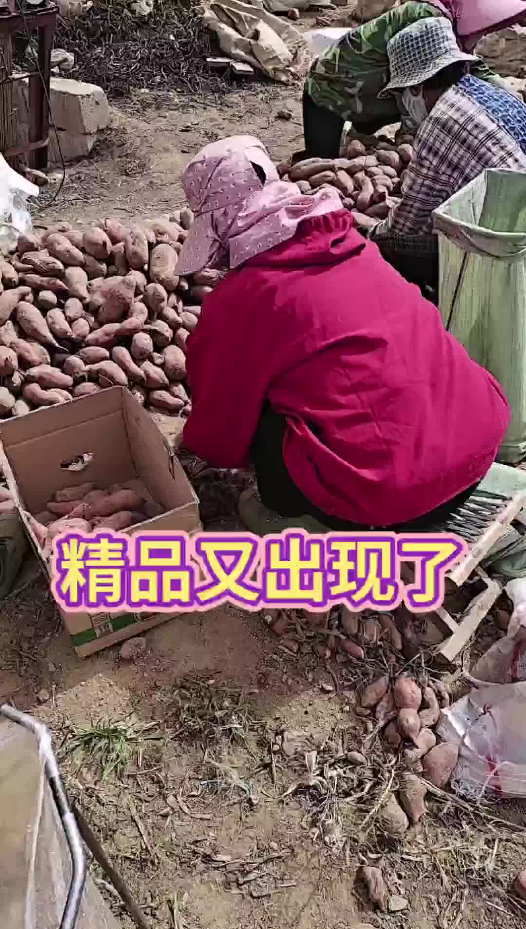 精品红薯