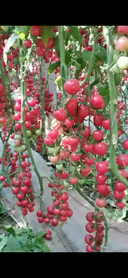 小番茄种子、圣女果种子、千禧种子、贝贝种子、