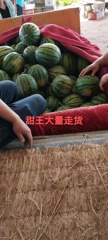 甜王沙地西瓜口感好质量保证