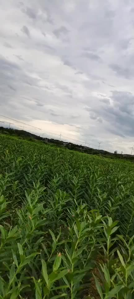 雨后天晴地头看龙芽鲜百合