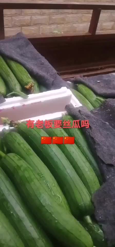 露天丝瓜