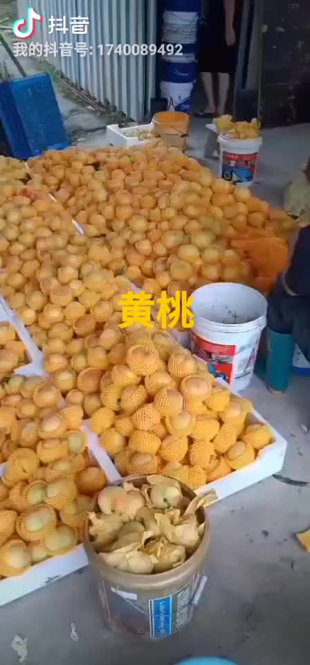 黄桃