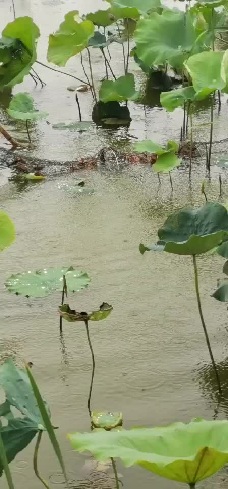 微山湖万亩龙虾养殖虾苗预订中