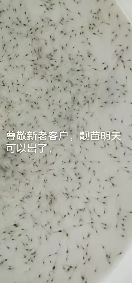 白对虾苗苗，南美白对虾，罗氏沼虾，河虾，青虾苗