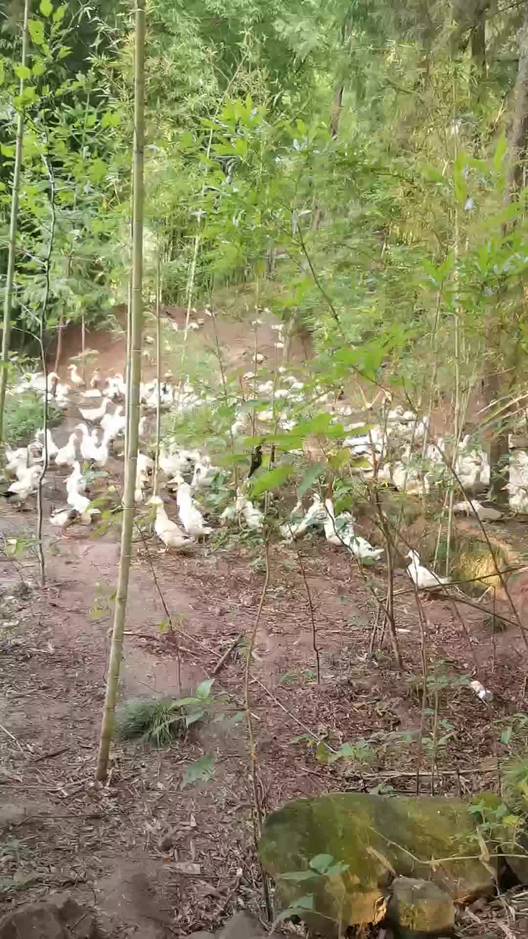 纯粮食故养花板鸭绿色食品。