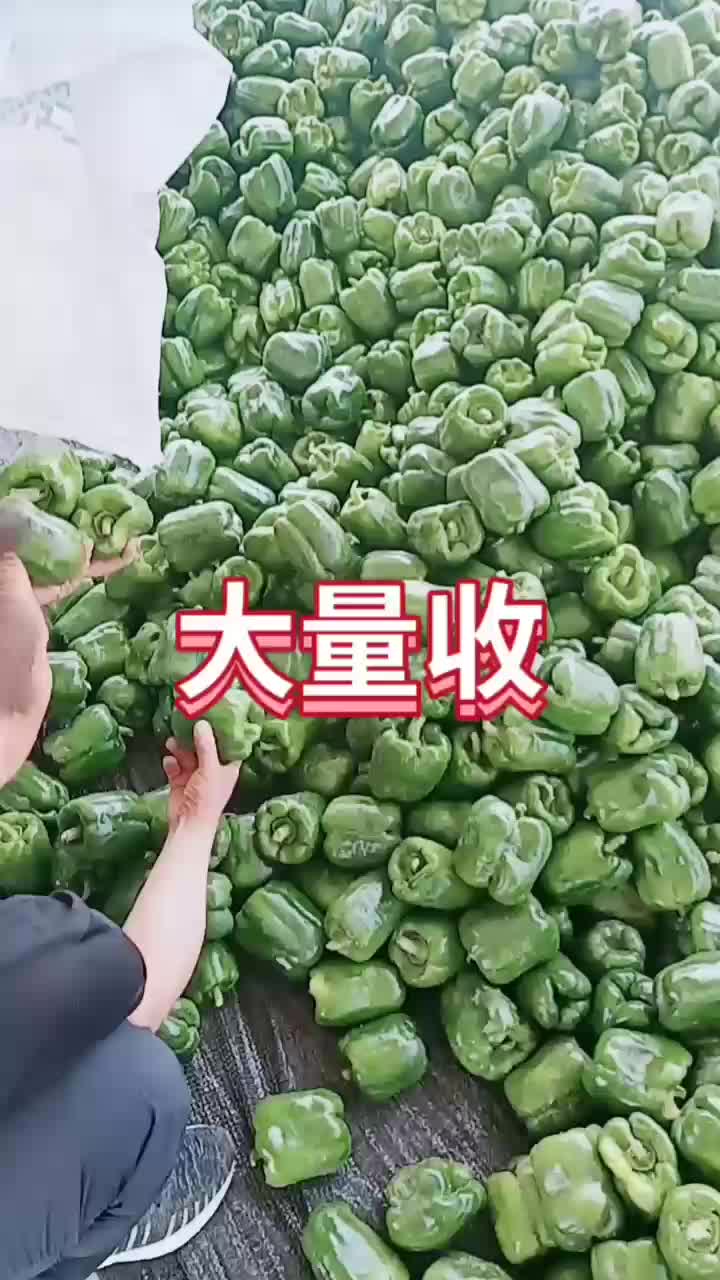 新鲜货源，质量保证，无污染