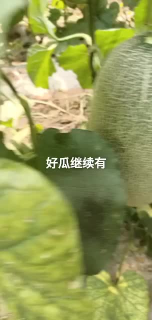 哈密瓜头茬熟度好，网纹好