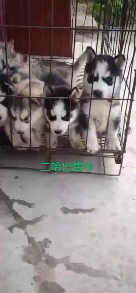 萌宠哈士奇幼犬宠物犬二个月三个月出售🔥🔥