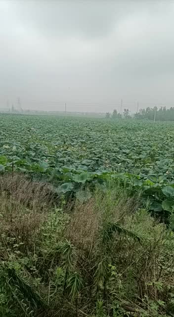 白连藕，3537.飘花，鄂莲6号，大地红