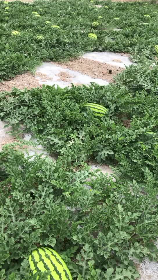 甘肃金花一号皮薄肉红甜度高