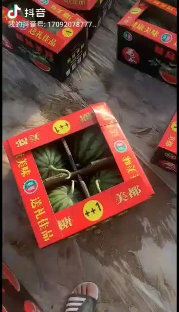 美都精品西瓜/////////////////