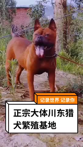 正宗大体川东猎犬出售杜高下司黑狼马犬。德国比特