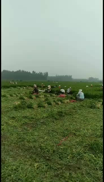 禹城精品细颗五指芹菜，量大从优，诚信经营，全国发货