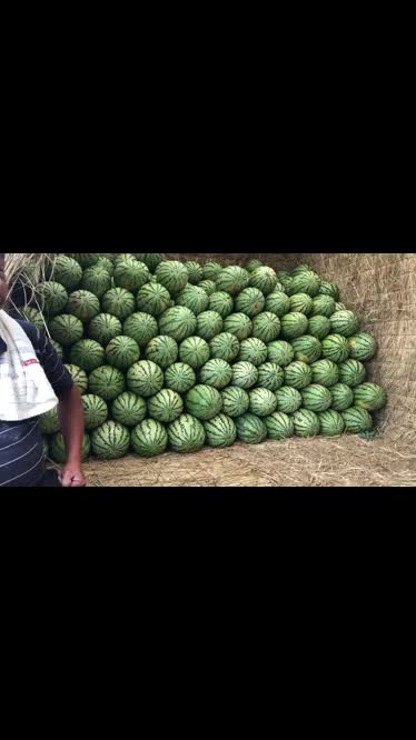 陕西沙地瓜个大甜度高，皮色好看，市场需求量大，大红瓤