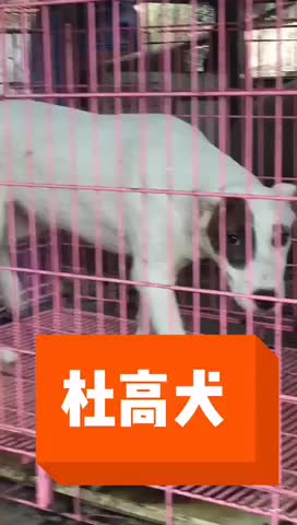 川东马犬下司比特昆明犬杜高犬出售