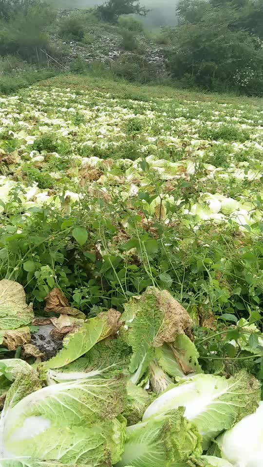 秋季高山娃娃菜大量上市