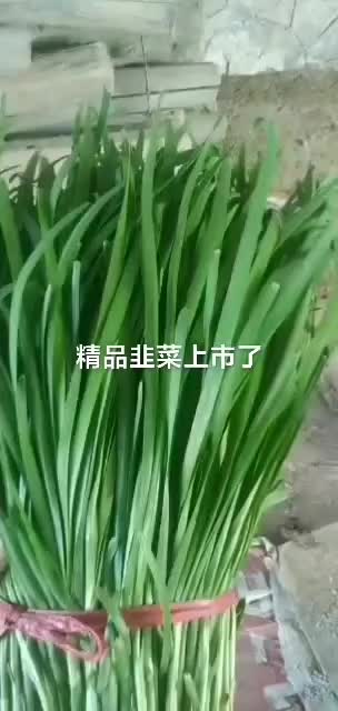 靖远韭菜大量上市需要