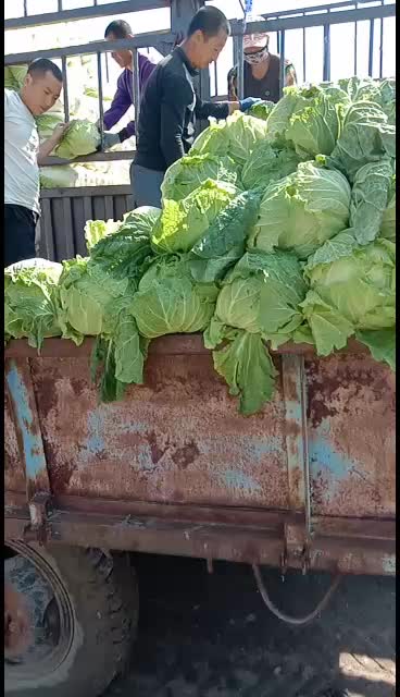 黑龙江肇州黄心大白菜大量上市中，有需要的老板随时联系