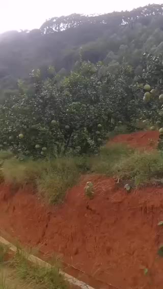 种在红土地上的文旦柚