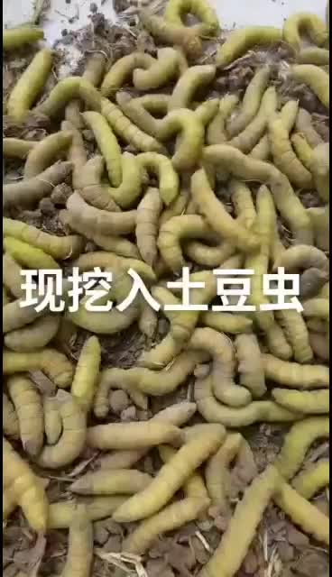 豆丹入土豆虫入蛰豆虫