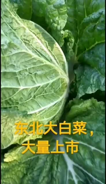 黄心白菜，大量上市，产地直发