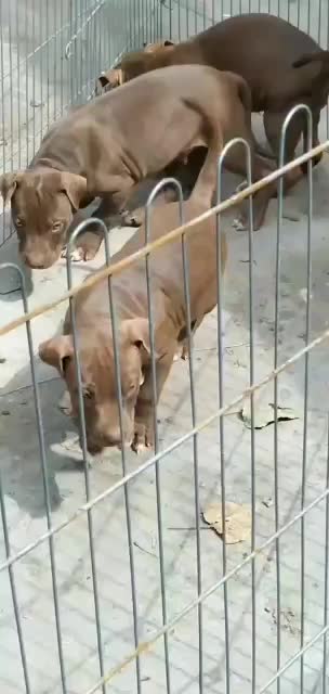 比特犬公母都有全国到家