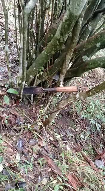 高山映山红大桩，野生下山桩。高200Cm，冠幅150Cm