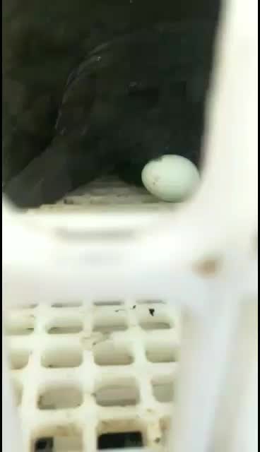 五黑鸡绿壳蛋散养5个月左右