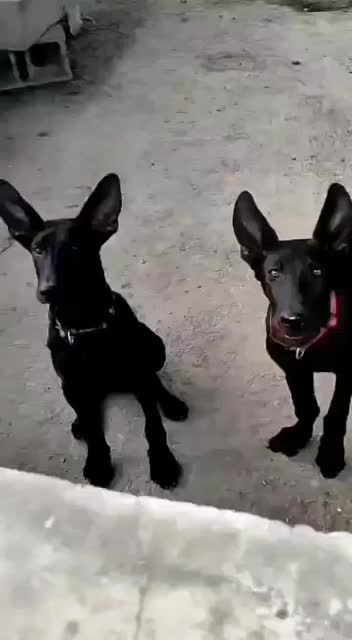 纯种黑狼幼犬狼狗幼崽大型巨型墨界黑狼军犬纯黑色中华黑狼犬