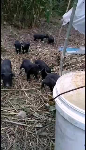 四川活猪-黑山猪小母猪仔猪散养黑猪跑山猪