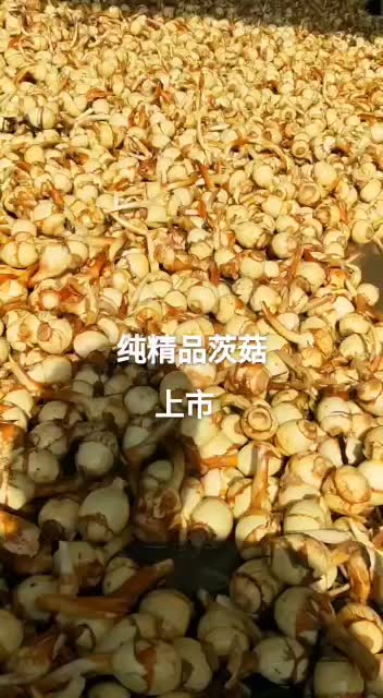 彭志飞茨菇马蹄茭白产地直销