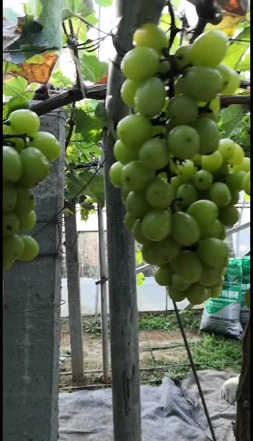 葡萄园种植阳光玫瑰葡萄