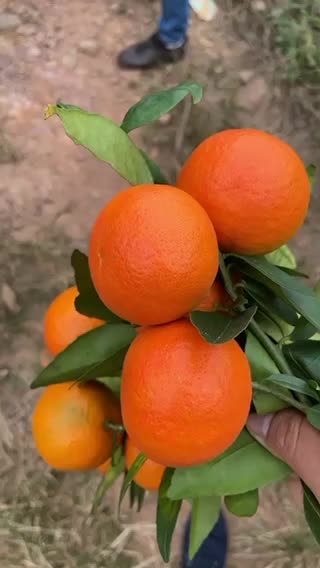东方红橘。1.8-2元。。。。。。。。。。。