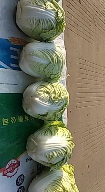 夏阳白菜无虫眼质量很好