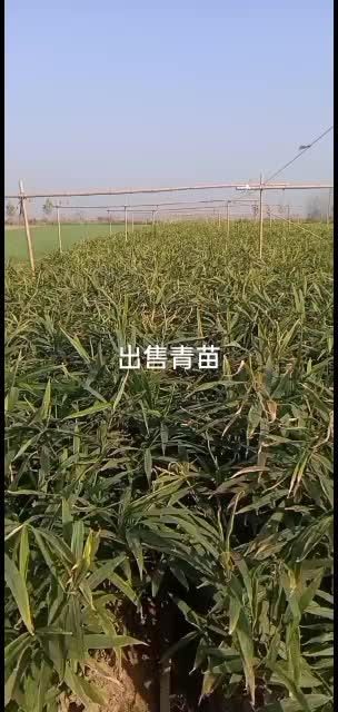 头茬生地，优质大姜种，质量有……