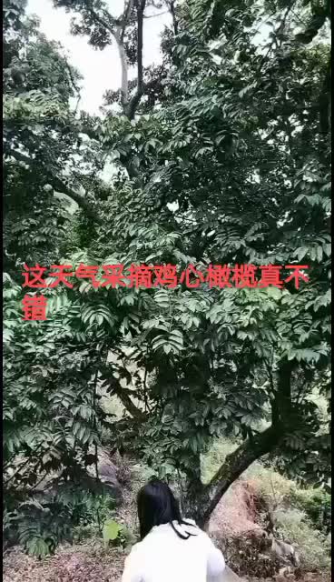 新鲜采摘鸡心橄榄树，需要的我下了