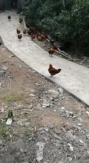 仁寿县文宫镇板燕乡虎山农场