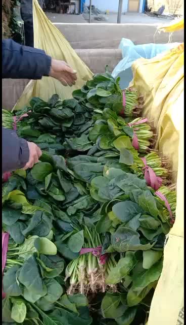 河北衡水菠菜正在大量上市中