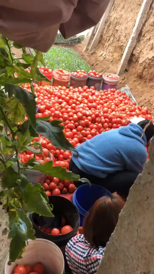 精品西红柿，地里鲜货，沙红