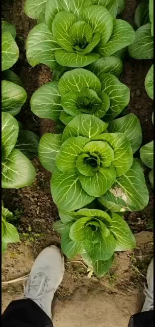 大棚青菜，露地青菜供应