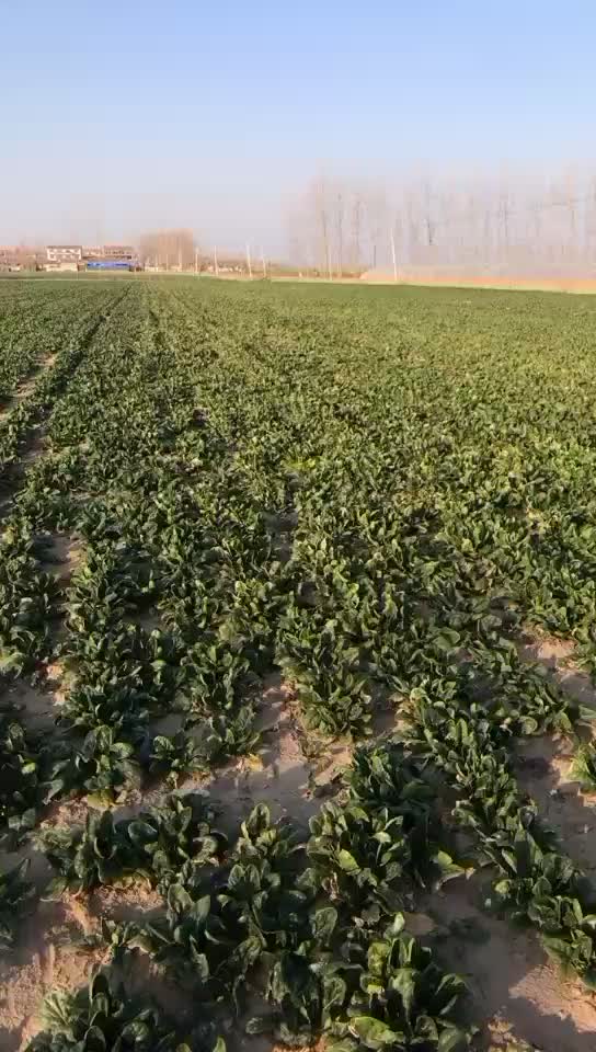 陆地大叶菠菜出货啦，价格议价