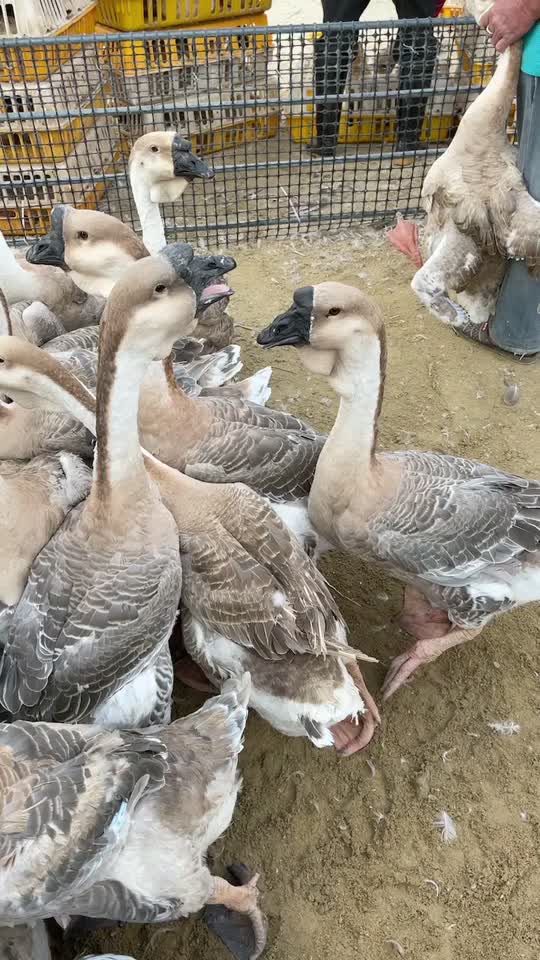 老狮头鹅长期供应需要的老板欢迎咨询合作