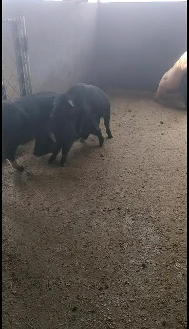 农村本地土黑猪专业繁育基地