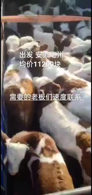 精品肉牛出发安徽需要的联系我就行，品种优，价格实