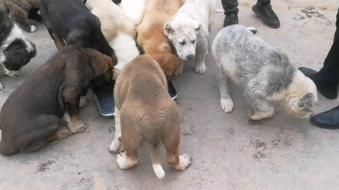 出售精品大体型中亚牧羊犬，中亚牧羊犬幼犬价格